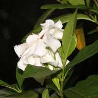 Gardenia